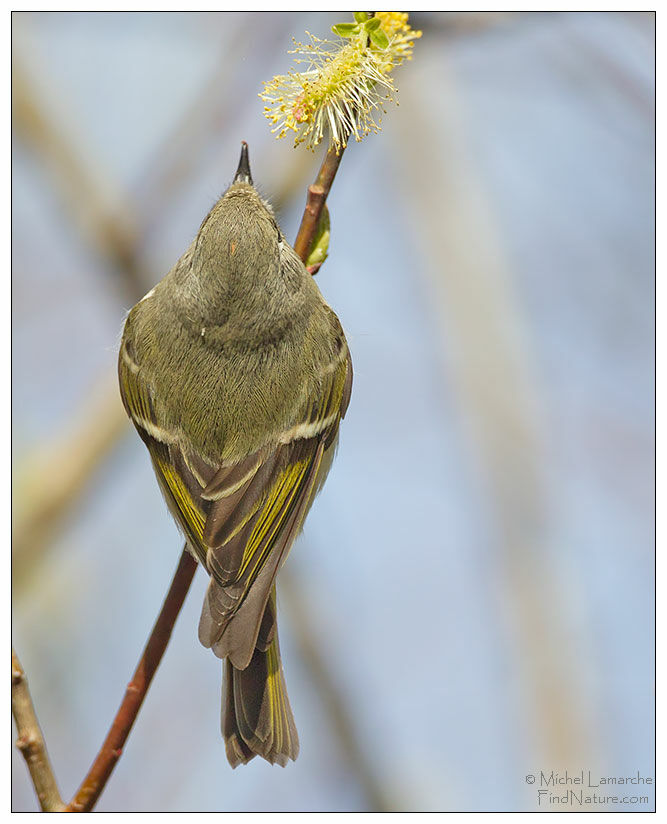 Ruby-crowned Kinglet