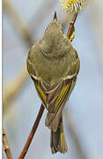 Ruby-crowned Kinglet