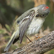 Ruby-crowned Kinglet