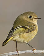 Ruby-crowned Kinglet