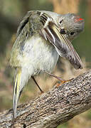 Ruby-crowned Kinglet