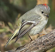 Ruby-crowned Kinglet