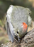 Ruby-crowned Kinglet