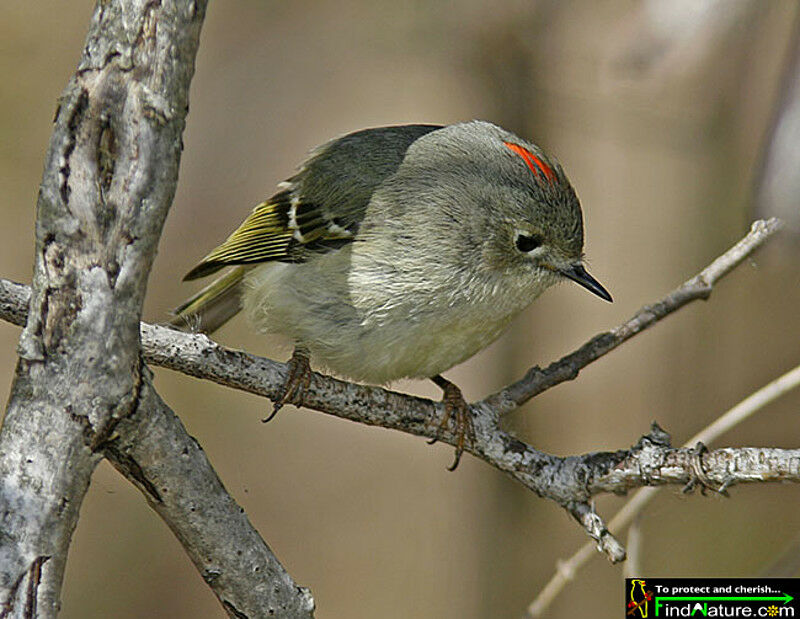 Ruby-crowned Kingletadult