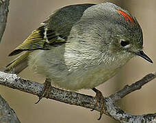 Ruby-crowned Kinglet