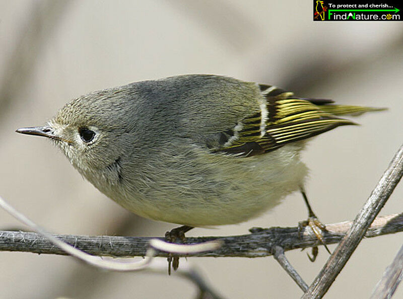 Ruby-crowned Kinglet