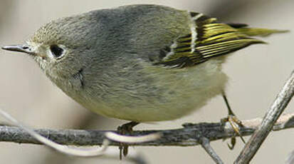 Roitelet à couronne rubis