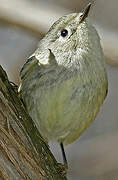 Ruby-crowned Kinglet