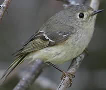 Ruby-crowned Kinglet