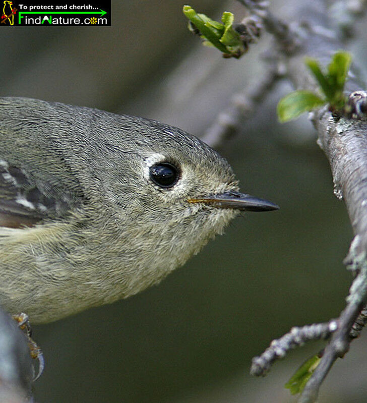 Ruby-crowned Kingletadult