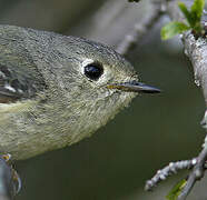 Ruby-crowned Kinglet