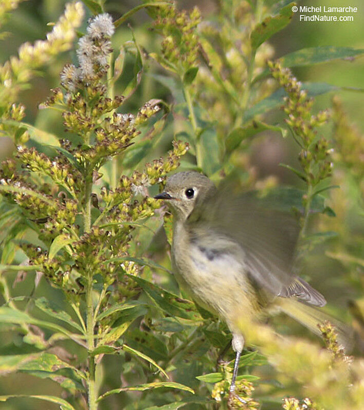 Roitelet à couronne rubis