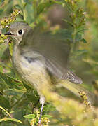 Ruby-crowned Kinglet