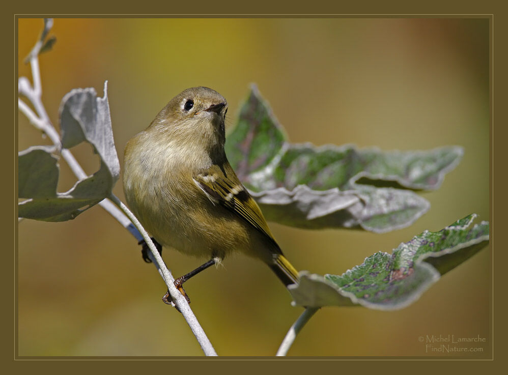 Ruby-crowned Kinglet male, identification