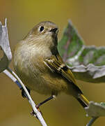 Ruby-crowned Kinglet