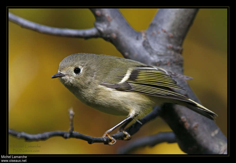 Ruby-crowned Kinglet male, identification