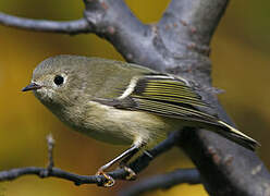 Ruby-crowned Kinglet