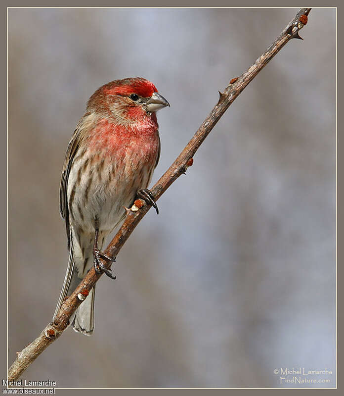 House Finch male adult, close-up portrait, pigmentation