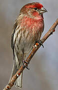 House Finch