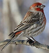 House Finch