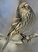 House Finch