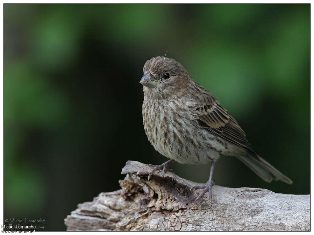 House Finchjuvenile, identification