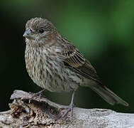 House Finch