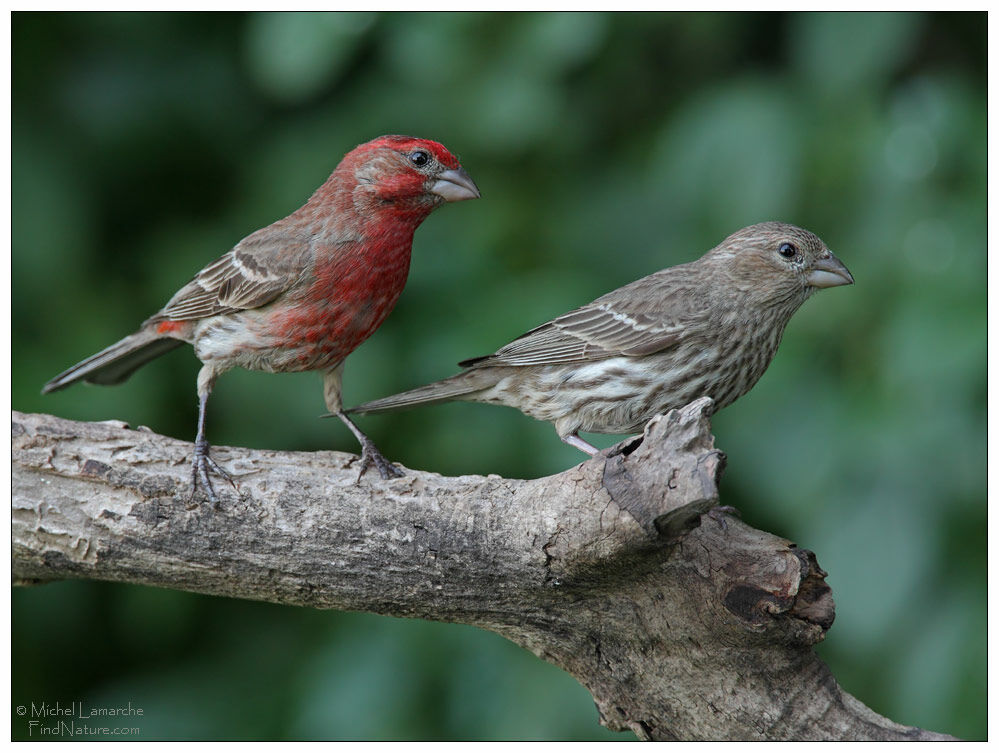 House Finch 