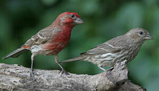 House Finch