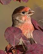 House Finch