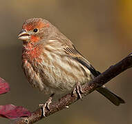 House Finch