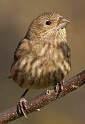 House Finch