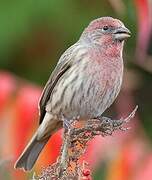 House Finch