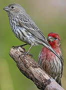 House Finch