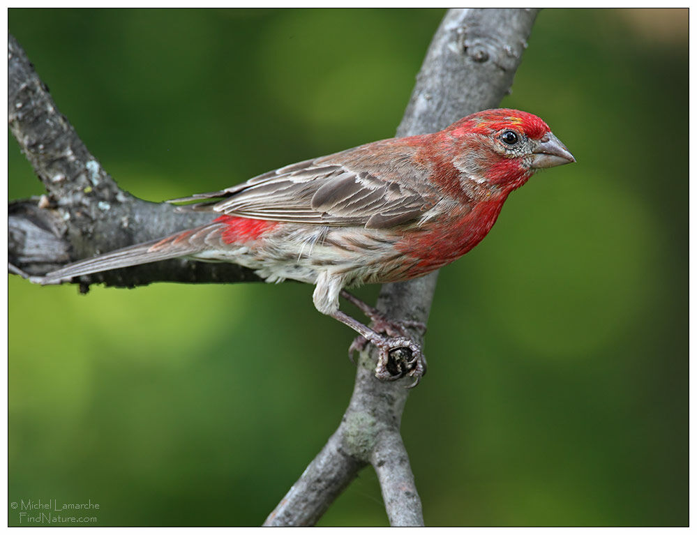 House Finch