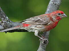 House Finch