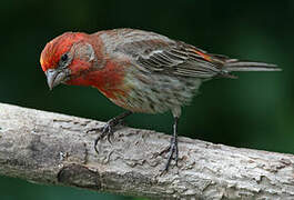 House Finch