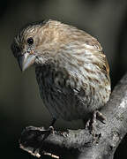 House Finch