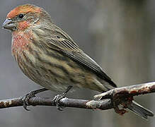 House Finch