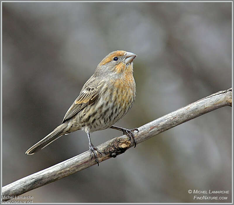 Roselin familier mâle adulte, identification