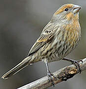 House Finch