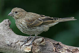 House Finch