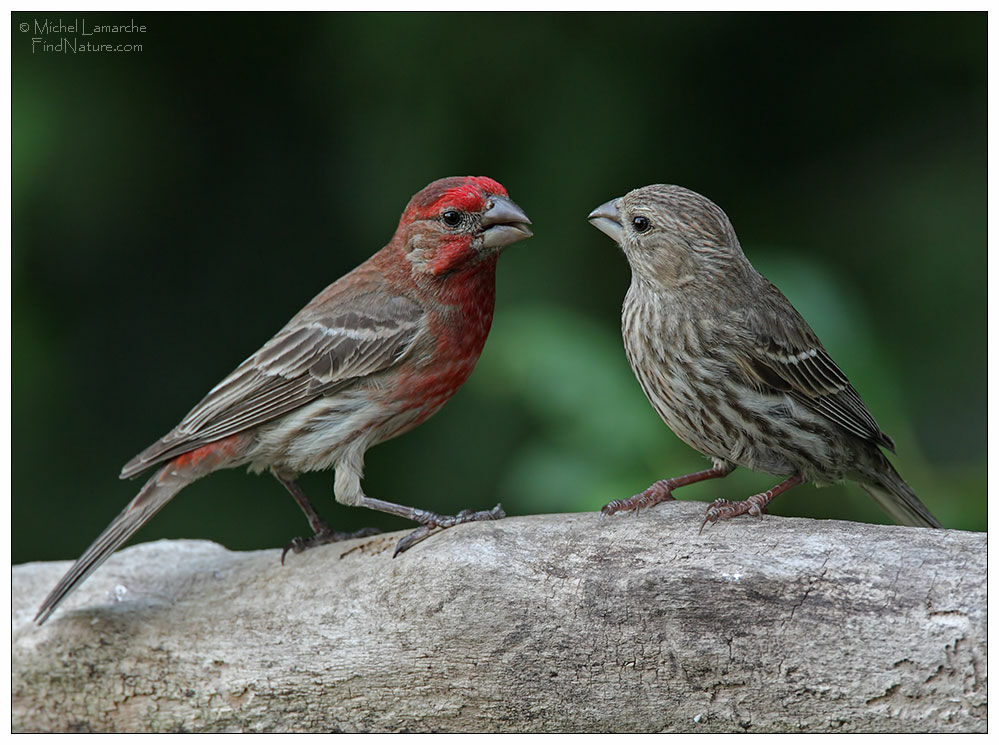 House Finch 