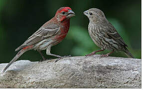 House Finch