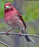 Purple Finch