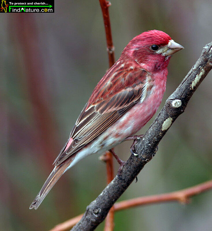 Purple Finch