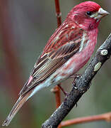 Purple Finch