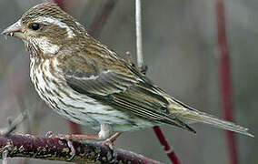 Purple Finch