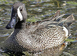 Blue-winged Teal