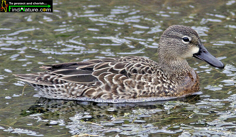 Sarcelle à ailes bleues femelle adulte